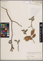 Foto von Salix caprea L.